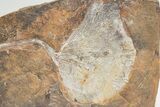 Fossil Ginkgo Leaf From North Dakota - Paleocene #221213-1